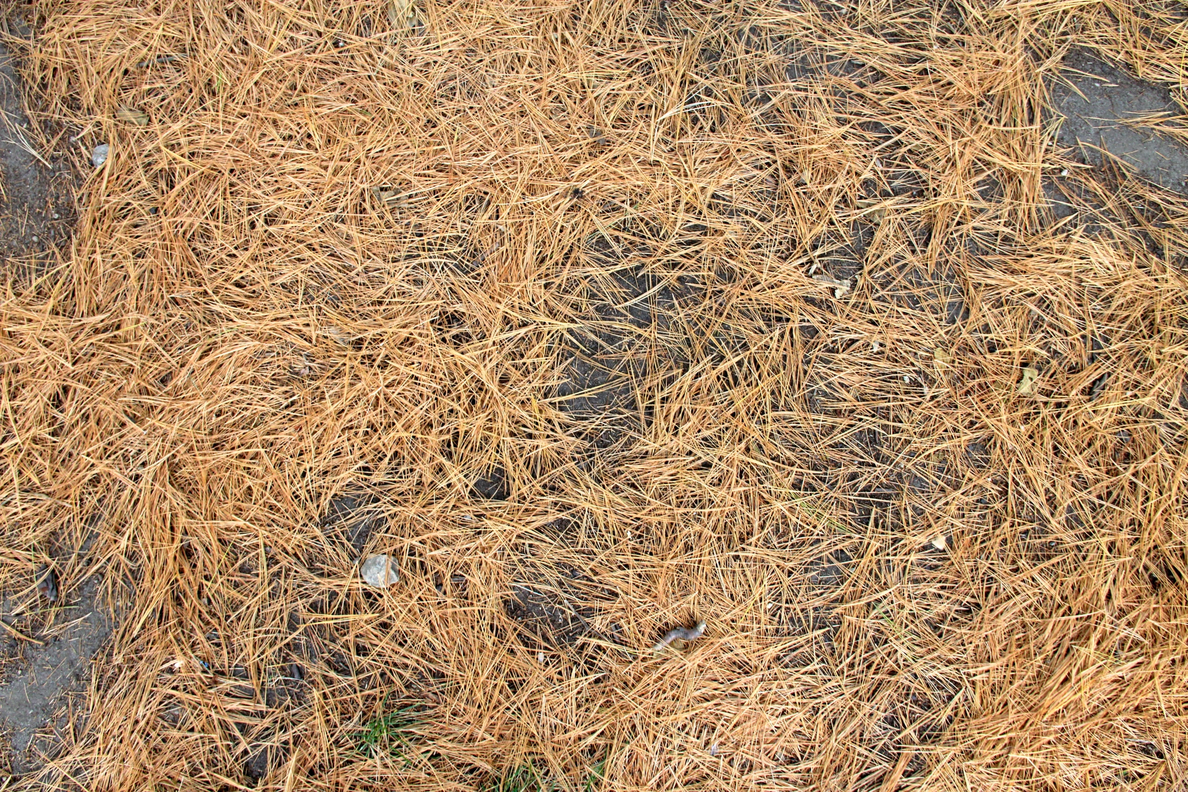 dry brown grass and a yellow fire hydrant