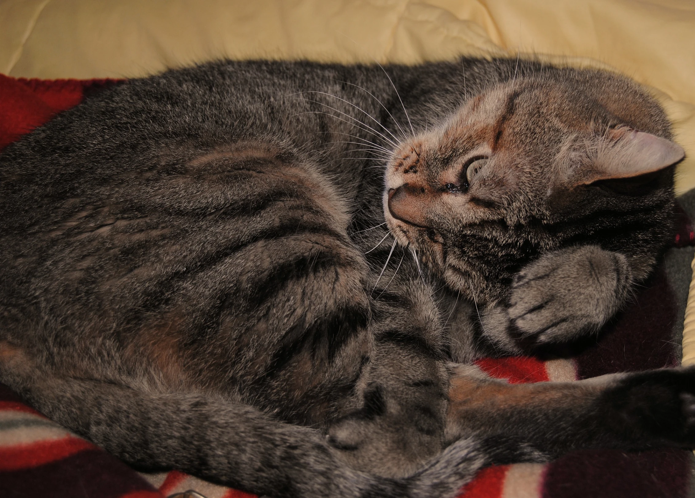 a black and brown cat sleeping on top of a blanket