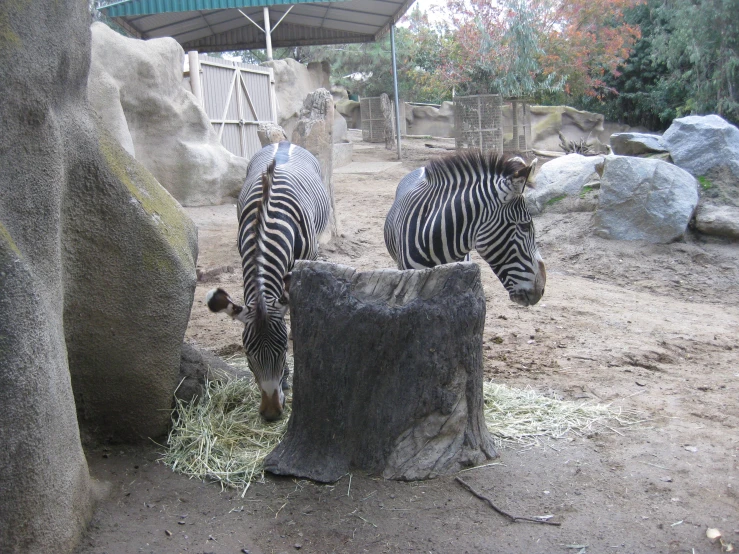 two zes are eating hay out of a stone