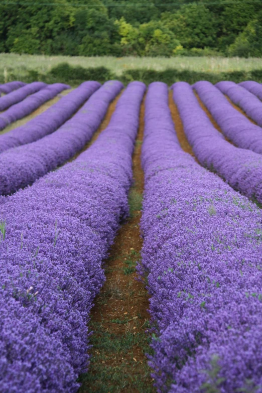 rows of lavender plants are growing along a field