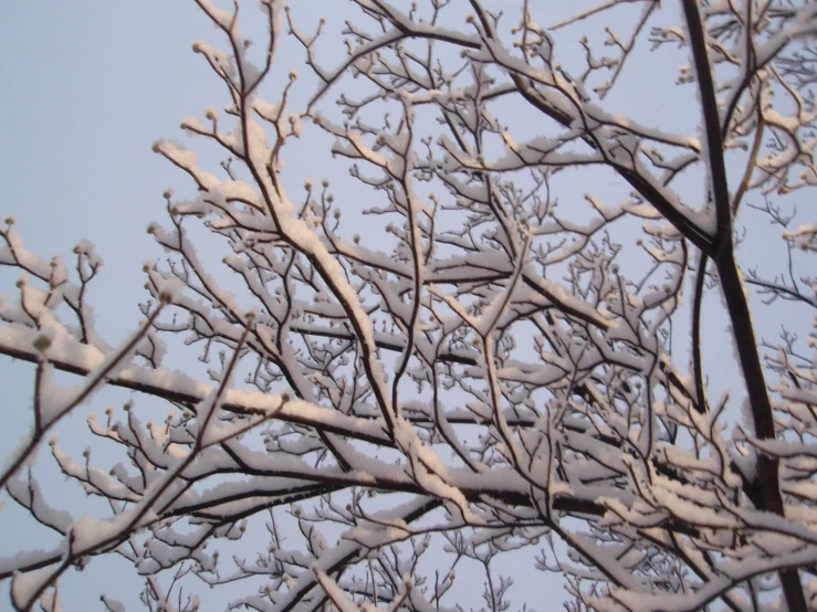 nches of a tree and a blue sky in the background