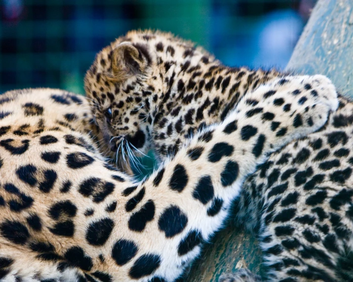 two large cheetah are lying down next to each other