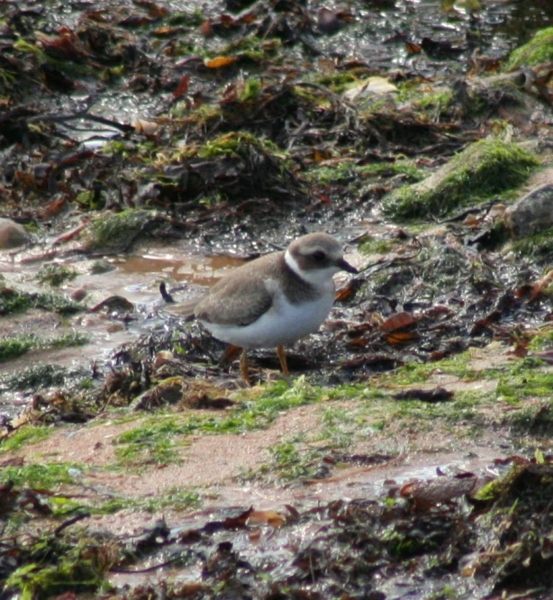 a bird that is standing on the ground in the mud