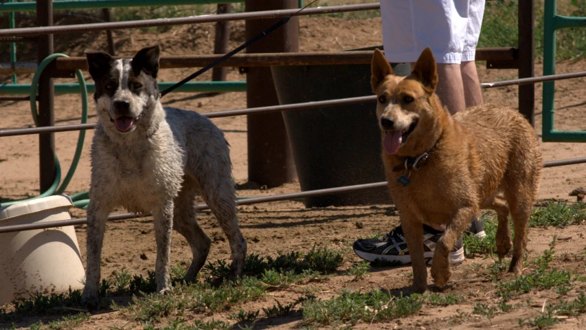 two dogs stand beside each other in an enclosure