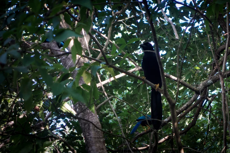 an image of bird perched in a tree