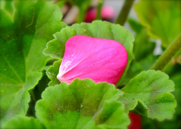 a pink flower with green leaves in a garden