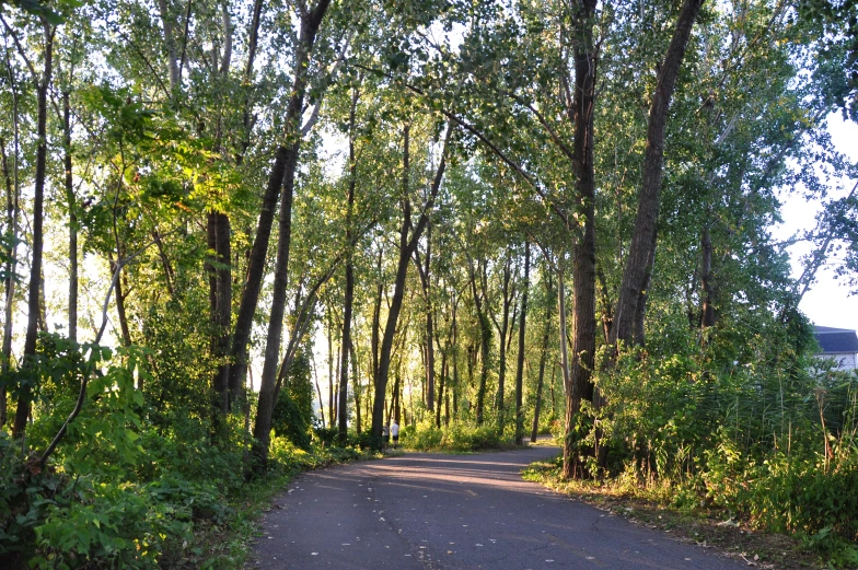 a tree lined country road in a forested area