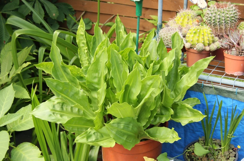 some very nice plants in pots by a fence