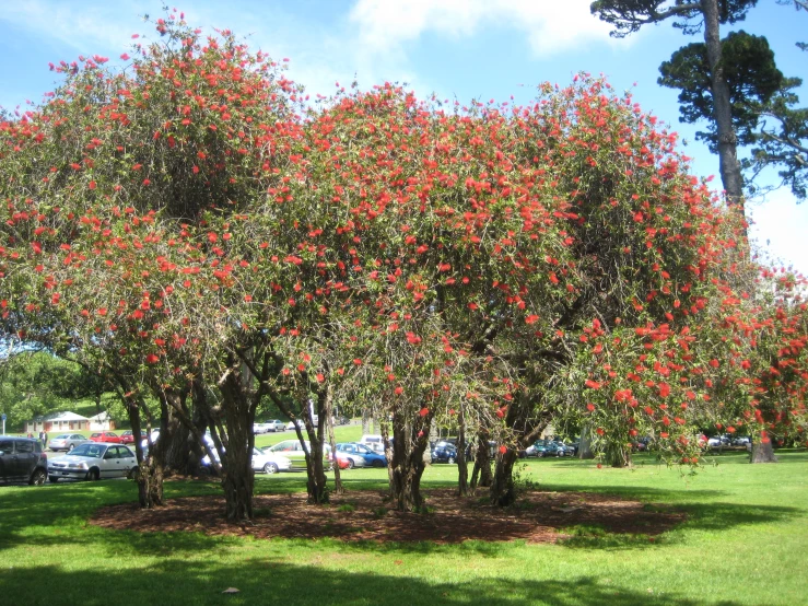 a large tree with flowers on it's nches