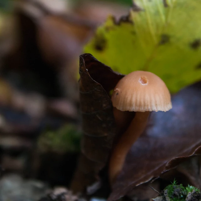 a small, brown mushroom sitting next to a green leaf