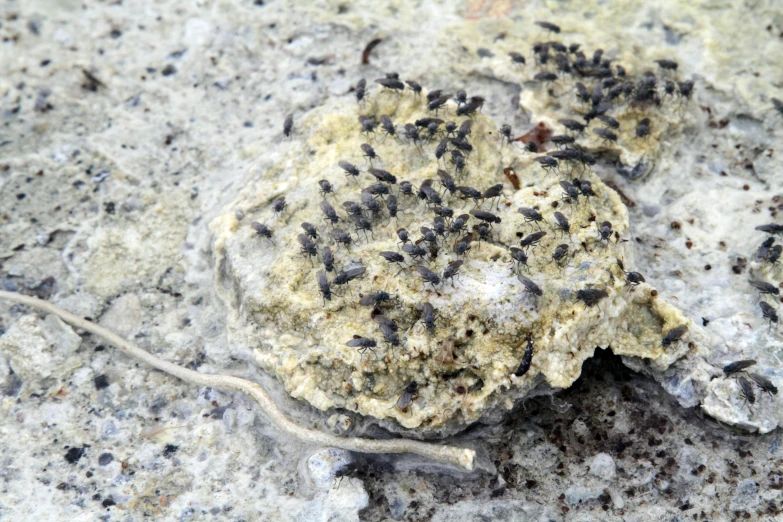 a dead animal lays on some very dirty cement