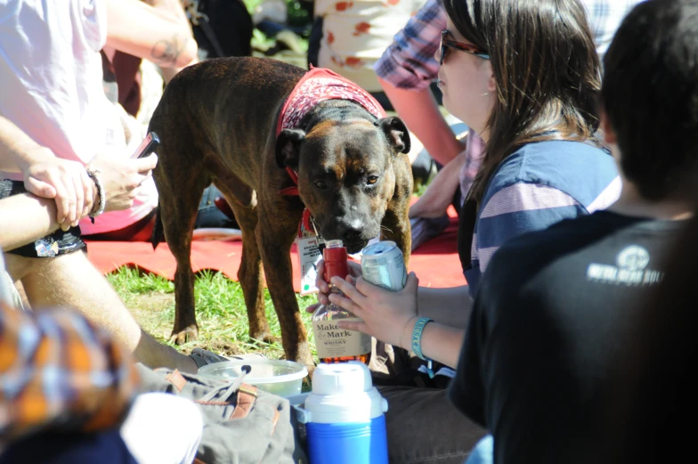a dog drinks from a bottle while a woman watches