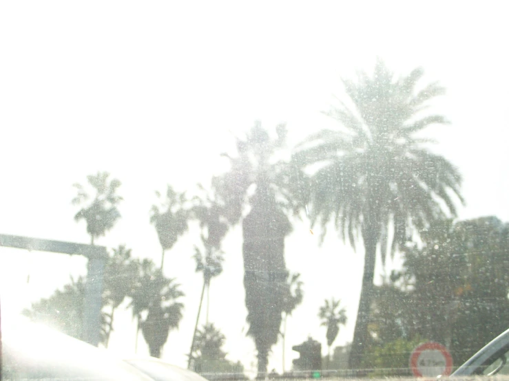 a view of palm trees in the back through a car windshield