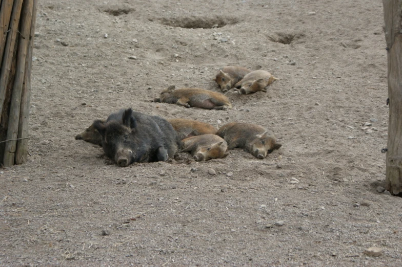 five baby pigs lay in the sand, all sleeping