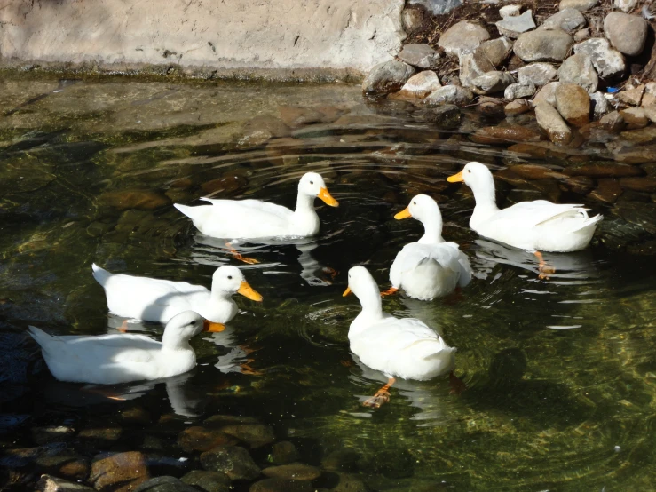 four ducks and their babies are floating in the water