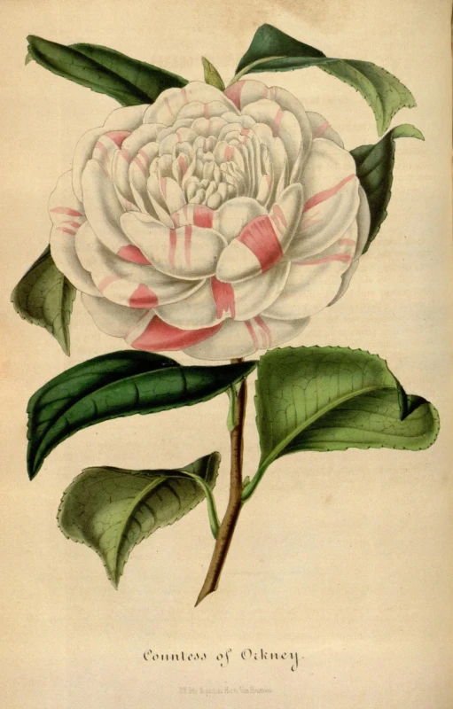 an antique print of a white peony flower