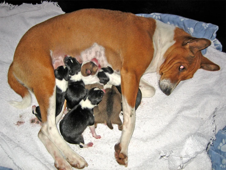 a large brown dog and her babies laying on the bed