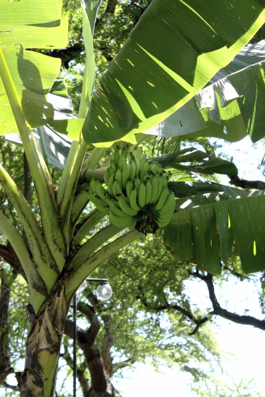 there is a bunch of bananas growing on a tree