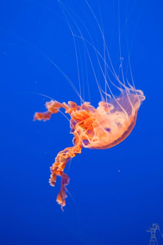 a close up of a jellyfish under a blue sky