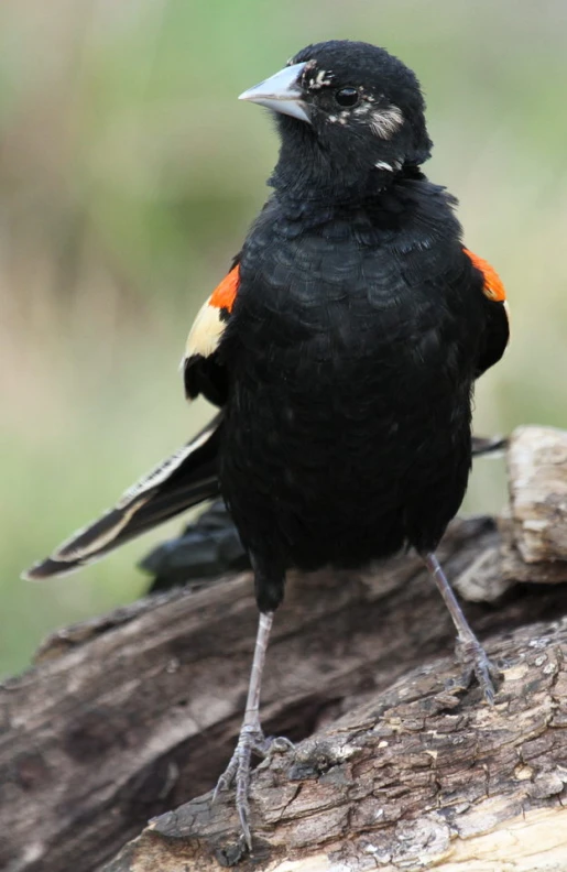 a black bird with an orange beak standing on a tree