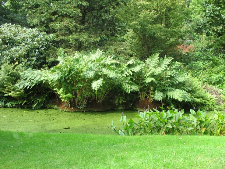 a pond sitting in front of a lush green forest