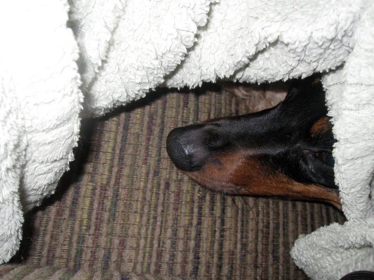 a dog covered by a blanket hiding under the rug