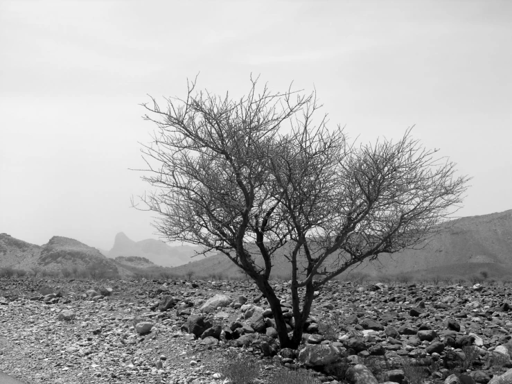 a black and white image of a tree by mountains