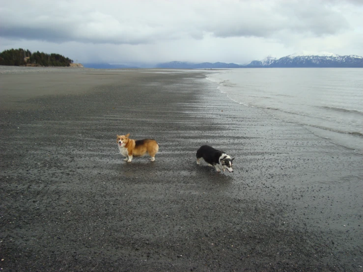 two dogs walk on the beach and one has its head tilted backwards