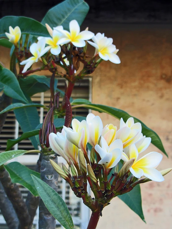 some yellow and white flowers in the sunlight