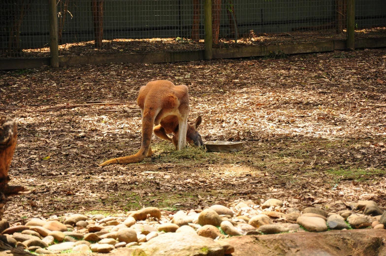 the kangaroo is eating on the ground with rocks