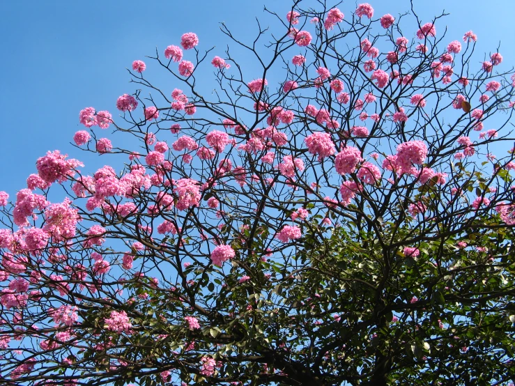 a tree covered in pink flowers against the blue sky