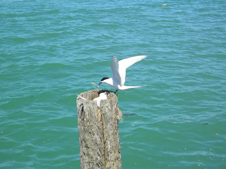 a white bird is sitting on a wooden post in the water