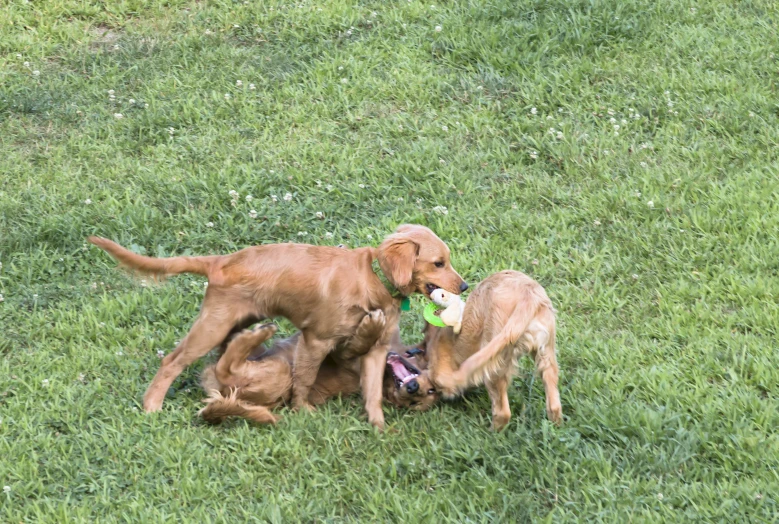 two dogs playing with a stuffed teddy bear