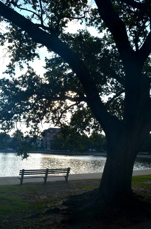 a bench sitting in the shade under a tree by a lake