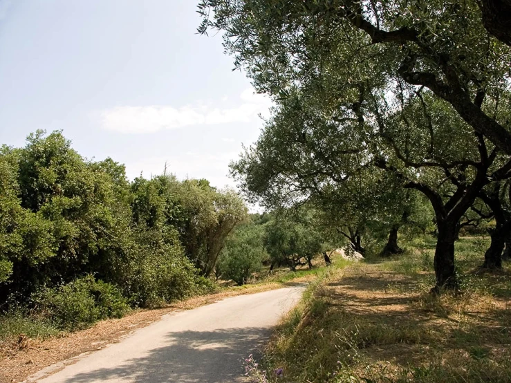 trees lining the side of a road in the sun