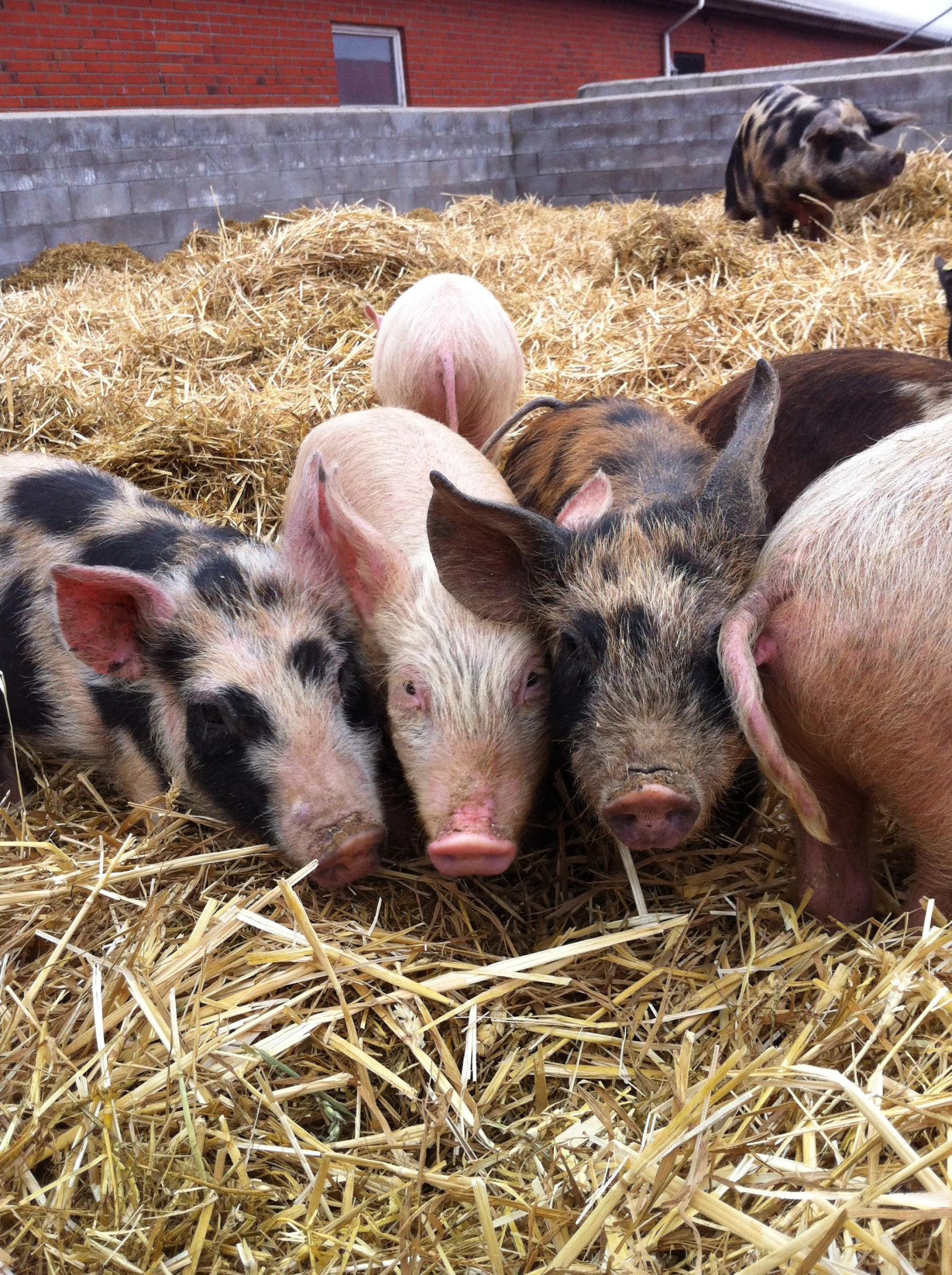 a herd of pigs laying on top of a pile of hay