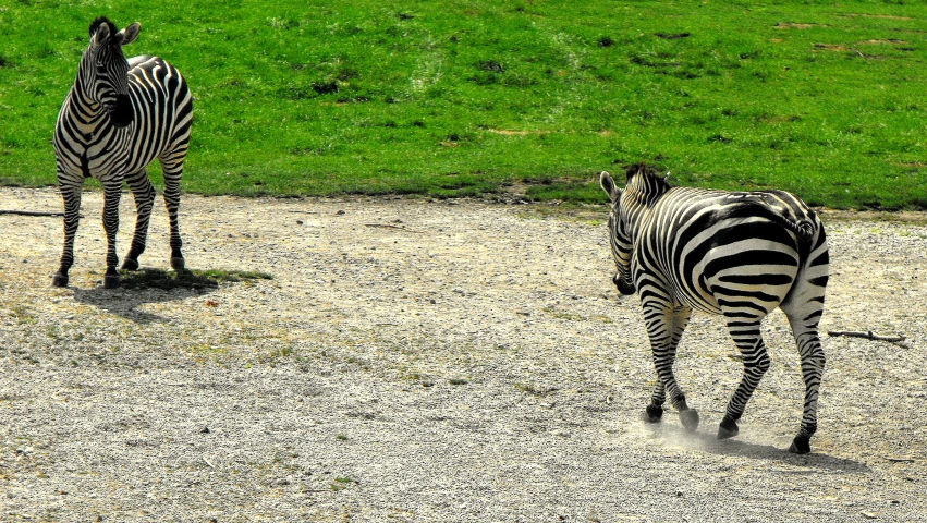 two zes are walking in the gravel on a grassy field