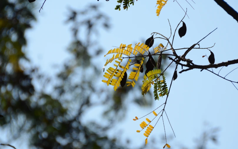 there is a bunch of leaves with yellow flowers