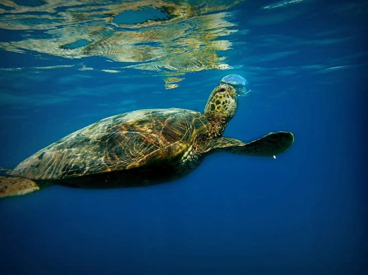 the turtle has it's head up into the water