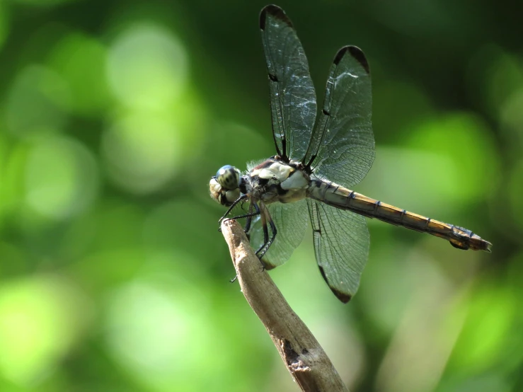 an image of a green dragonfly resting on a stick