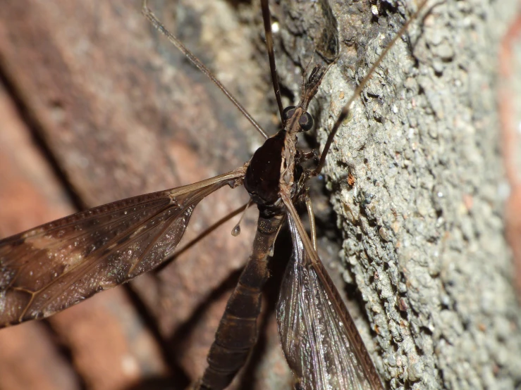 a close up s of an insect on a tree