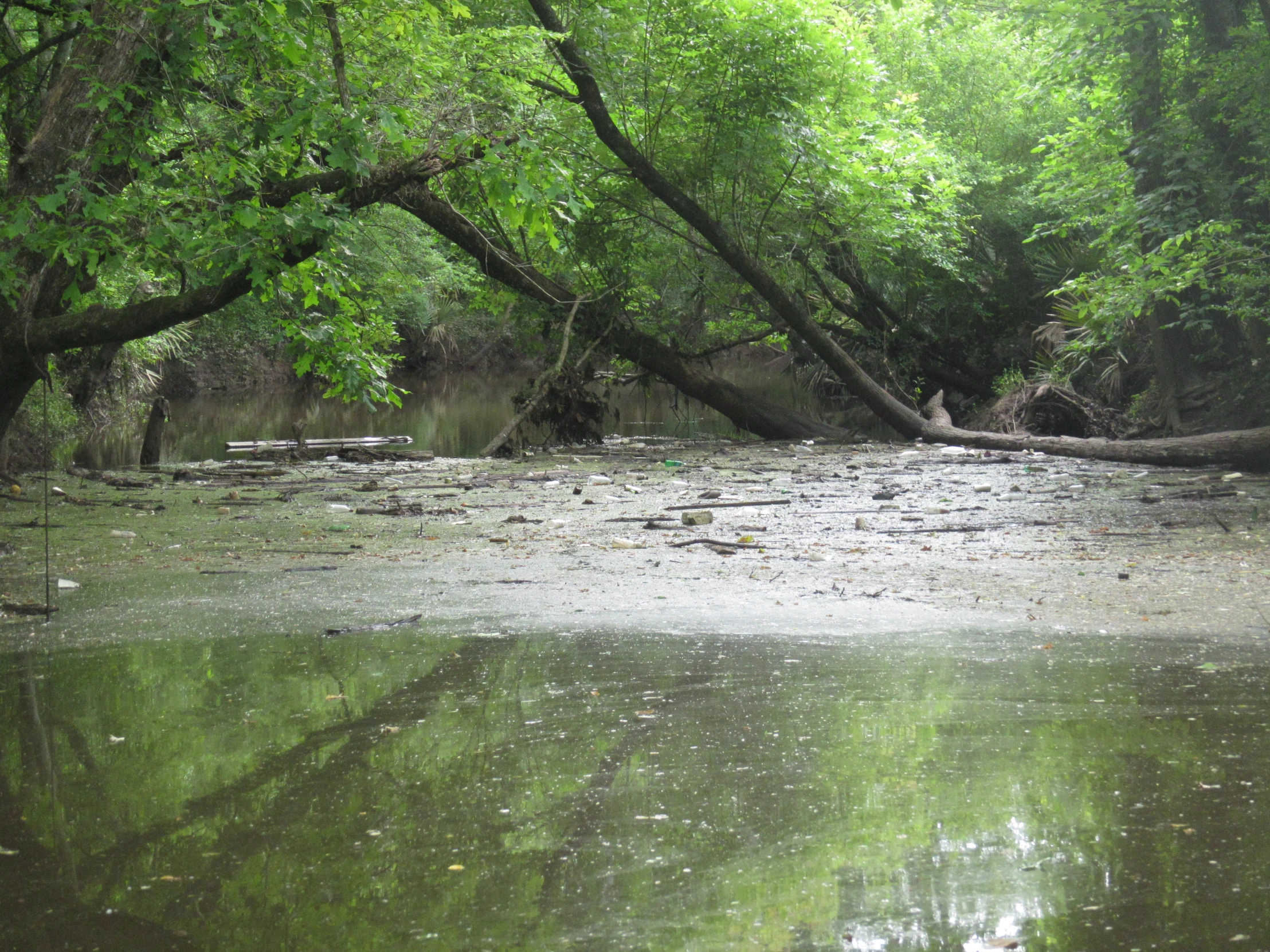 a river runs through the woods between green trees