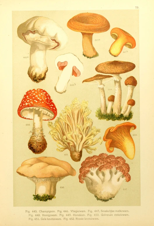 an illustration of some mushrooms and plants