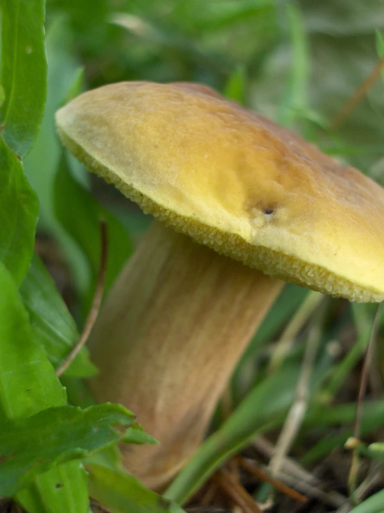 closeup of a small yellow mushroom on a grass