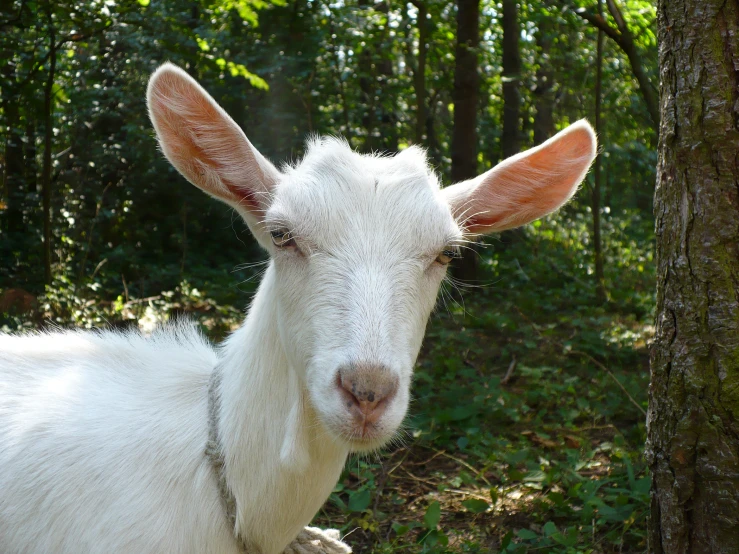 a baby goat with ears sticking out in the woods