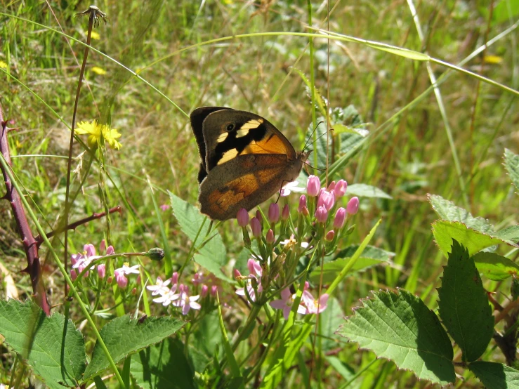 a erfly perched on top of a flower covered field