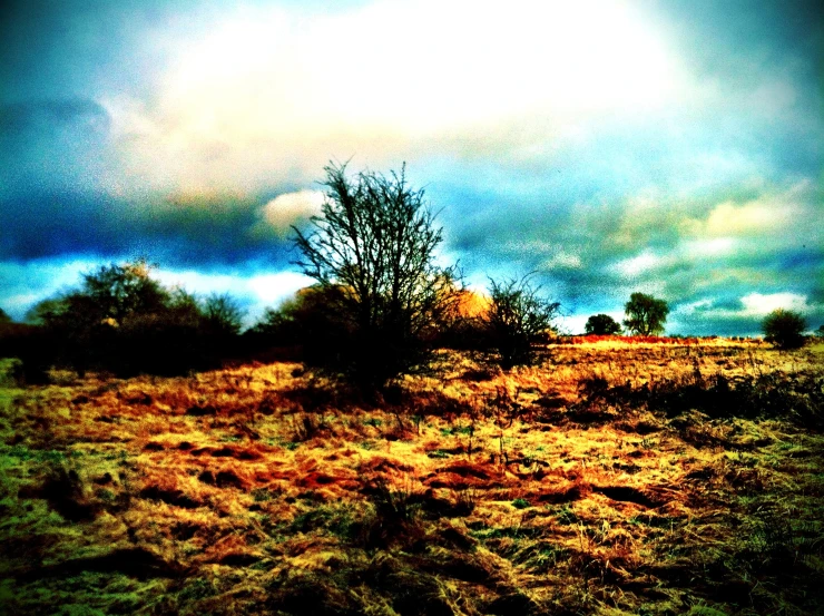 this po of an arid grass field is very interesting