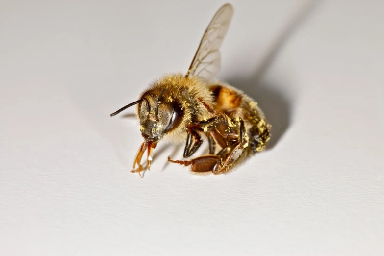 a close up of a bee with one eye closed