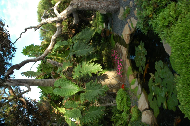 the pond is next to several trees and rocks