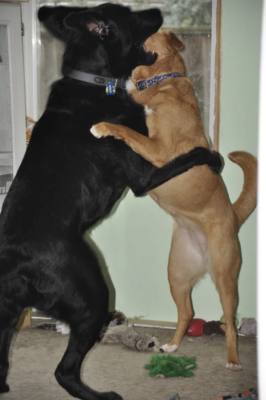 two dogs playing with each other in a room